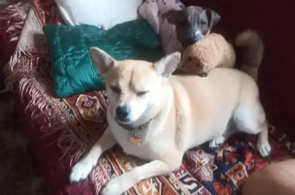 Объявления о пропавших и найденных животных, Андреевка, фото: Пропал собака, мужской, Аграрная улица, 54, Андреевка - рыжий, помесь сибу ину и чихуа