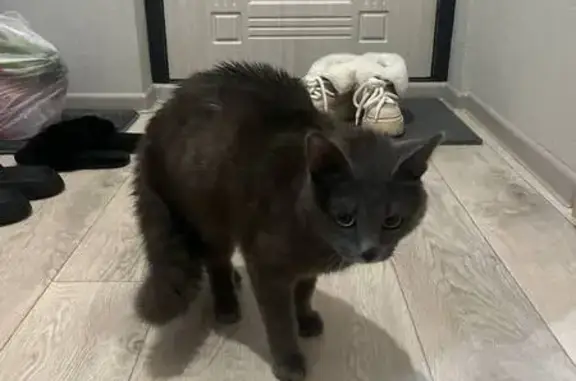 Найдена кошка, Пермь, фото: Найден кот, Муромская улица, 24А, Пермь - серый, около 7-8 месяцев