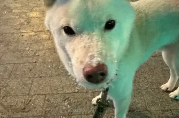 Пропал собака, набережная Михаила Ярославича, городской округ Тверь - леопардовый ошейник и синий поводок - photo