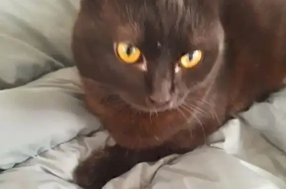 Объявления о пропавших и найденных животных, Шахты, фото: Пропал кот, переулок Сурикова, 32, Шахты - чёрный с морщинками между ушек