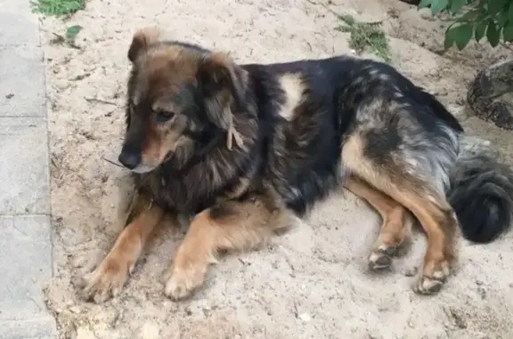 Пропала собака, Столбовая, Московская область - крупная порода - photo