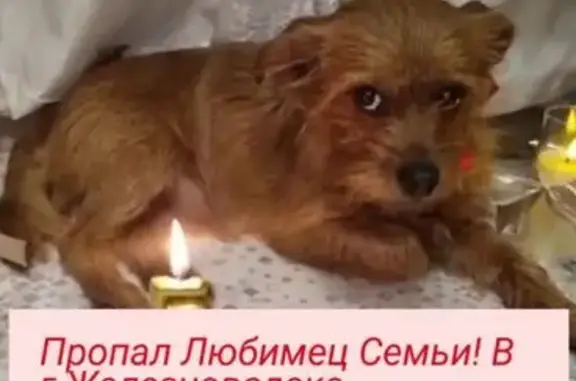 Объявления о пропавших и найденных животных, Иноземцево, фото: Пропал собака, улица 8 Марта, 1, Иноземцево