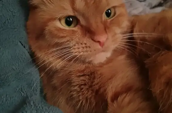 Рыжий окрас, разговорчивая, немного пугливая к посторонним, миниатюрная, вислоухая. Ушла гулять в частном доме и не вернулась