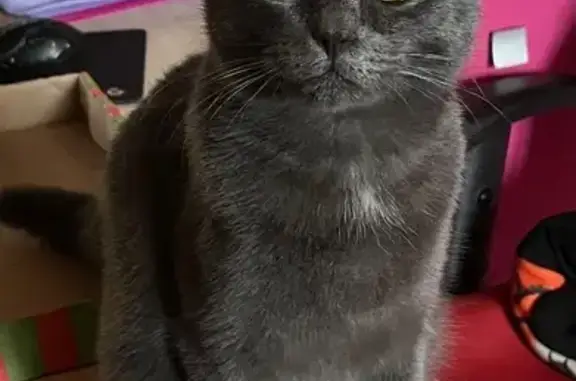 Пропал кот, улица Опульского, 10, городской округ Льгов - серый с белым пятнышком - photo