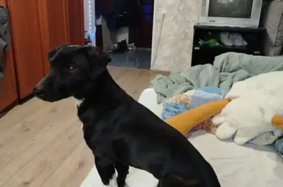 Объявления о пропавших и найденных животных, Минераловодский р-н, пос. Змейка, фото: Пропала собака, мужской, пос. Змейка, Минераловодский р-н - активный и игривый