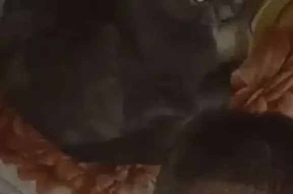 Пропала кошка, проспект Дружбы Народов, 52, Абакан - белая полоса на лбу - photo