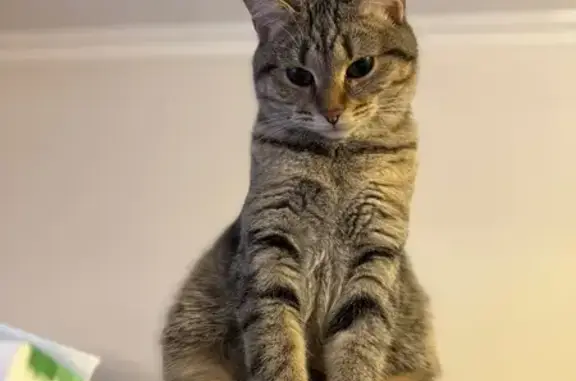 Пропала кошка, улица Фонвизина, 4Б, Москва - серая дымчатая с рыжим пятном - photo