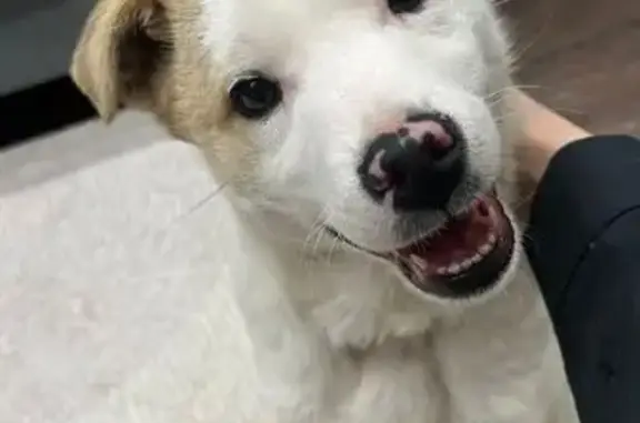 Пропал собака, Казань, Татарстан - photo