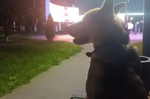 Пропала собака, Волжский проспект, Самара - бежевый окрас, может уехать на автобусе - photo