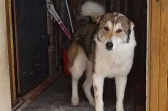 Найдена собака, Струнино, фото: Найдена собака, женская, Красное Пламя, Струнино