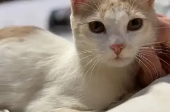 Найденные животные Ростов-на-Дону, фото: Найдена кошка, улица Мурлычёва, 72, Ростов-на-Дону - молоденькая и ласковая