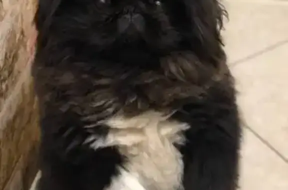 Пропал собака, мужской, Новосельская улица, 2, Иваново - чёрный окрас, белые лапки - photo