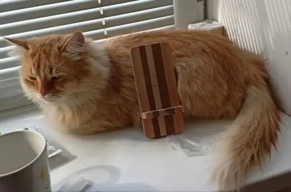 Пропал кот, улица Ольги Форш, 3, Волгоград - пушистый и добрый - photo