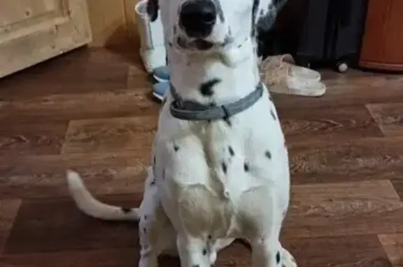 Пропал собака, Подольск, Московская область - photo