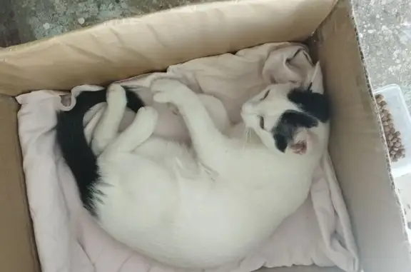 Найдена кошка, Казань, фото: Найдена кошка, улица Карима Тинчурина, Казань - белый окрас, хвост чёрный