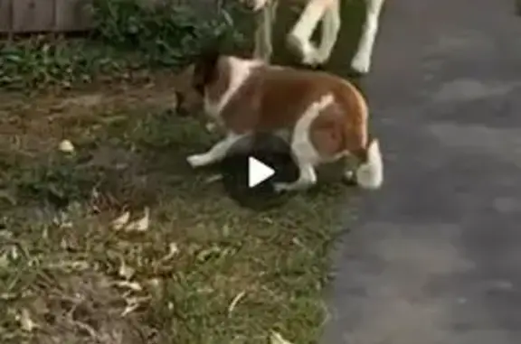 Потерянные животные Волжск, фото: Пропала собака, улица Чернышевского, городской округ Волжск - бежевая с рыжинкой