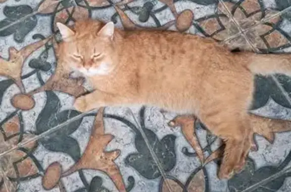 Потерянные животные Георгиевск, фото: Пропал кот, Георгиевск, Ставропольский край - белый кончик хвоста, ошейник