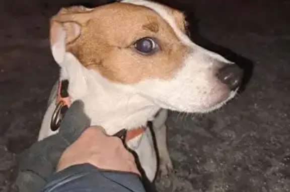 Найдена собака, Тверь, фото: Найдена собака, бульвар Гусева, городской округ Тверь