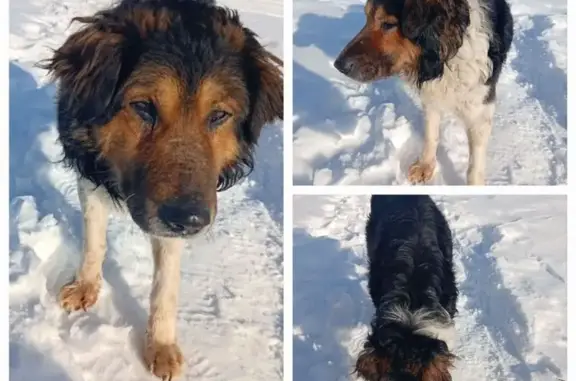 Найдена собака, Зеленодольск, фото: Найден собака, улица Комарова, Зеленодольск - слепой и глухой