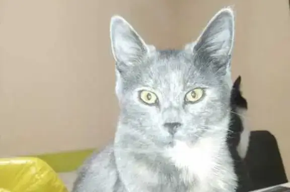 Пропала кошка, Гаражная улица, 79, Краснодар - окрас серый, возраст 9 месяцев - photo