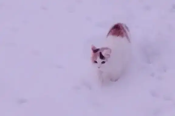 Пропала кошка, улица Левитана, Владимир - трёхцветная, без хвоста - photo