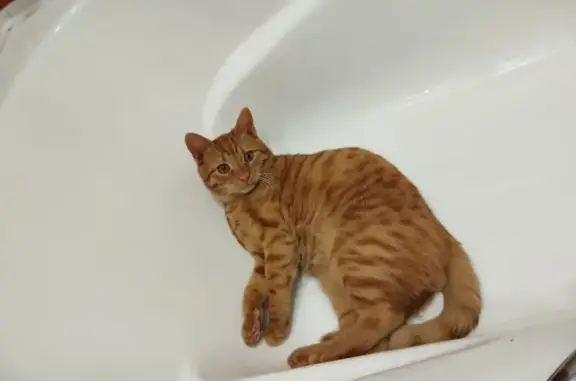 Пропал кот, проспект Циолковского, 53А, Дзержинск - рыжий в полоску - photo