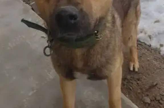 Найдена собака, Виллозское, фото: Найден собака, Виллозское городское поселение, Ленинградская область - рыжий крупный кобель