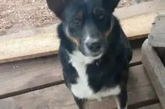 Пропала собака, городской округ Ижевск, Удмуртия - откликается на кличку Альма - photo