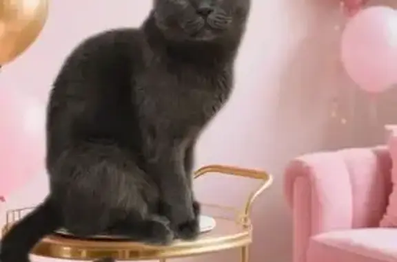 Найдена кошка, Тюмень, фото: Найдена кошка, улица 50 лет Октября, 43, Тюмень - домашняя с белыми пятнышками