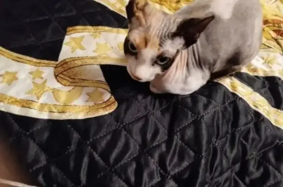 Потерянные животные Гулькевичи, фото: Пропала кошка, улица Ленина, 60, Гулькевичи