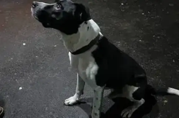 Объявления о пропавших и найденных животных, Саратов, фото: Найден собака (мальчик), улица Михаила Булгакова, 4, Саратов - добрый и послушный