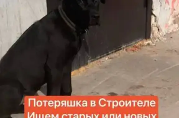 Объявления о пропавших и найденных животных, Тамбов, фото: Найдена собака, 2, Строитель, Тамбов - чёрная молодая с ошейником