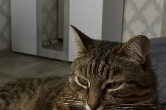 Пропал кот, улица Ленина, 32, Абзаково - белое пятнышко на горле - photo