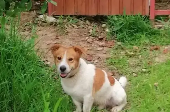 Потерянные животные Сочи, фото: Пропала собака, Ветеринарная улица, 3, Сочи - джек рассел крупный, белый с пятнами