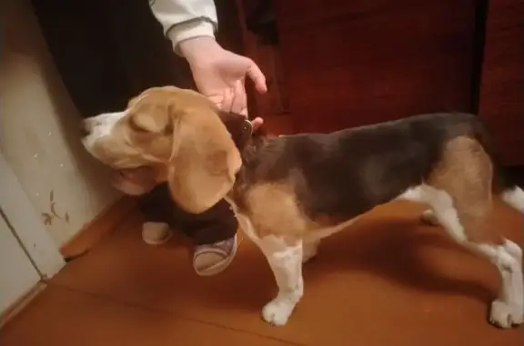 Найденные животные Нижний Новгород, фото: Найден собака, улица Надежды Сусловой, 5 к1, Нижний Новгород