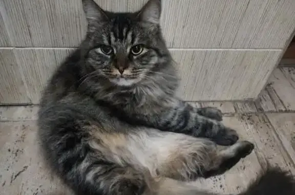 Пропал кот, 26-й переулок, 4А, городской округ Таганрог - photo