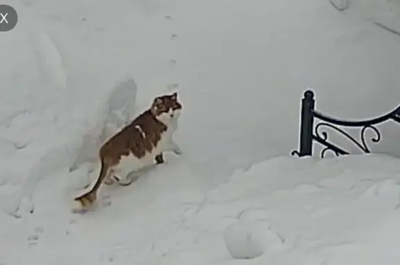 Пропал кот, Московская область, Домодедово - рыжий с белым, кисточка на хвосте - photo