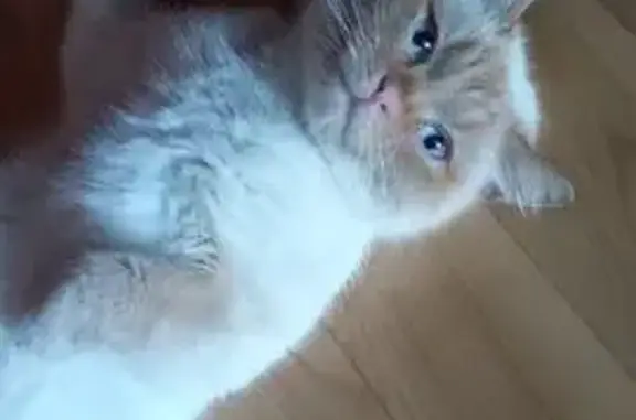 Найдена кошка, Сасово, фото: Найдена кошка, Сасово, Рязанская область - рыжий с белым, голубые глаза