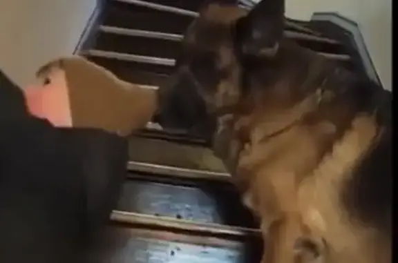 Пропала собака, улица Щорса, 136, Ставрополь - рыже-чёрный, нос в белом лекарстве - photo