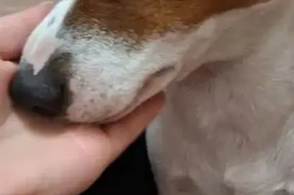 Пропал собака, мужской, улица Маркова, Владикавказ - photo