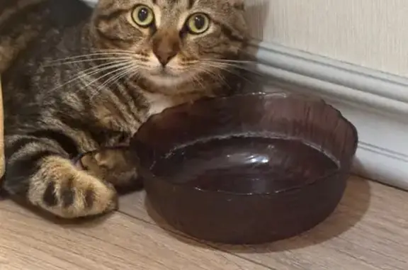 Потерянные животные Сочи, фото: Пропал кот, Нагорная улица, 1/1, Сочи - мраморный окрас