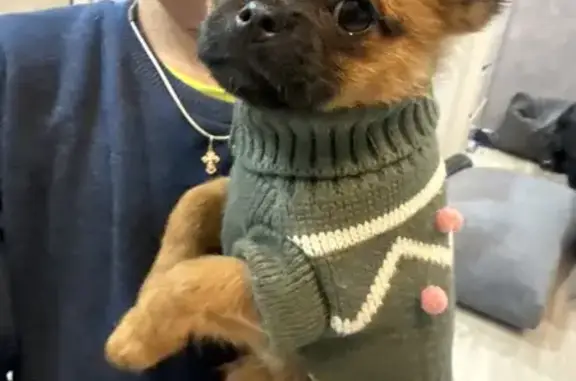 Пропала собака, улица Пузакова, 20А, Тула - метис Брабенсона и шпица - photo