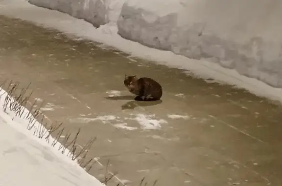 Объявления о пропавших и найденных животных, Челябинск, фото: Найдена кошка, улица Володарского, 10, Челябинск - ухоженная и пугливая