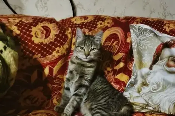 Объявления о пропавших и найденных животных, Черкесск, фото: Пропала кошка, 106, Черкесск - маленькая с ошейником и колокольчиком