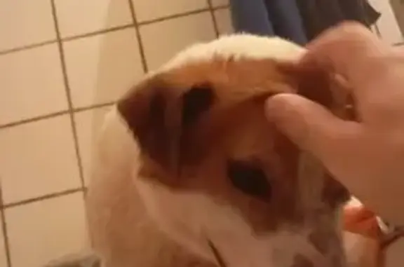 Пропал собака, 9, Суханово, Суханово - джек рассел с красным ошейником - photo