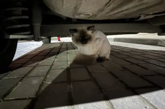 Найдена кошка, Краснодар, фото: Найдена кошка, мужской пол, Восточно-Кругликовская улица, 30, Краснодар