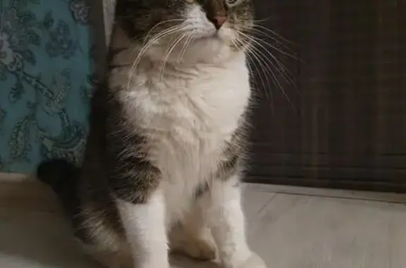 Пропал кот, Новая улица, 12/1, Козет - окрас дикий с белым, жёлто-зелёные глаза - photo