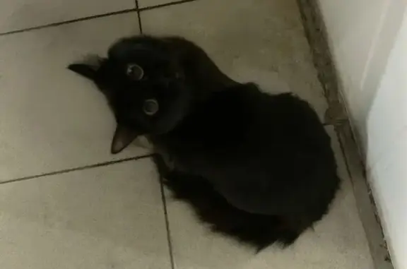 Найденные животные Улан-Удэ, фото: Найден кот, Ключевская улица, 6Д, Улан-Удэ - домашний, чёрный окрас