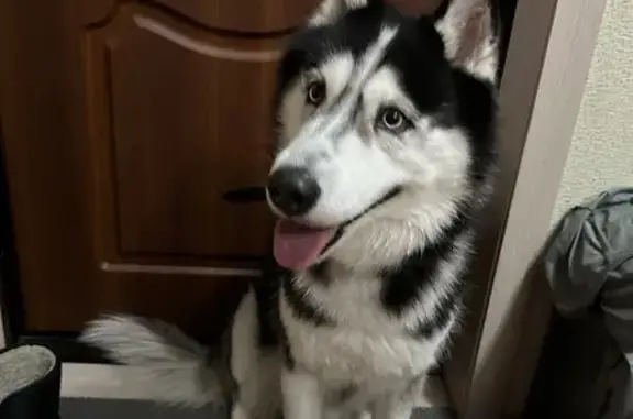 Найдена собака, Томск, фото: Найден собака, улица Дизайнеров, 1, Томск - мальчик хаски