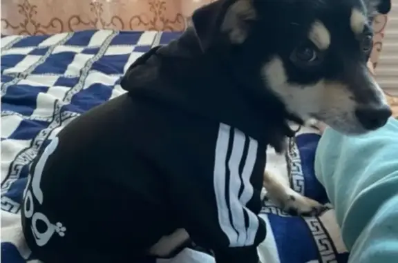 Пропал собака, мужской, улица Баркова, 43А, Братск - похож на пинчера - photo